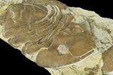 Homotelus Trilobite - Bromide Formation, Oklahoma #114507-2